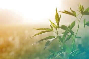 Cannabis Plant with Sunshine Behind It