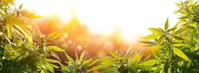Banner Showing Cannabis Plants