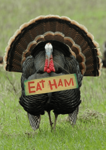 Turkey with Eat Ham Sign