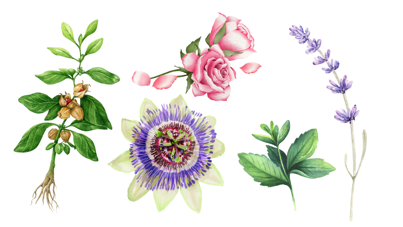 Different Herbs for Smoking