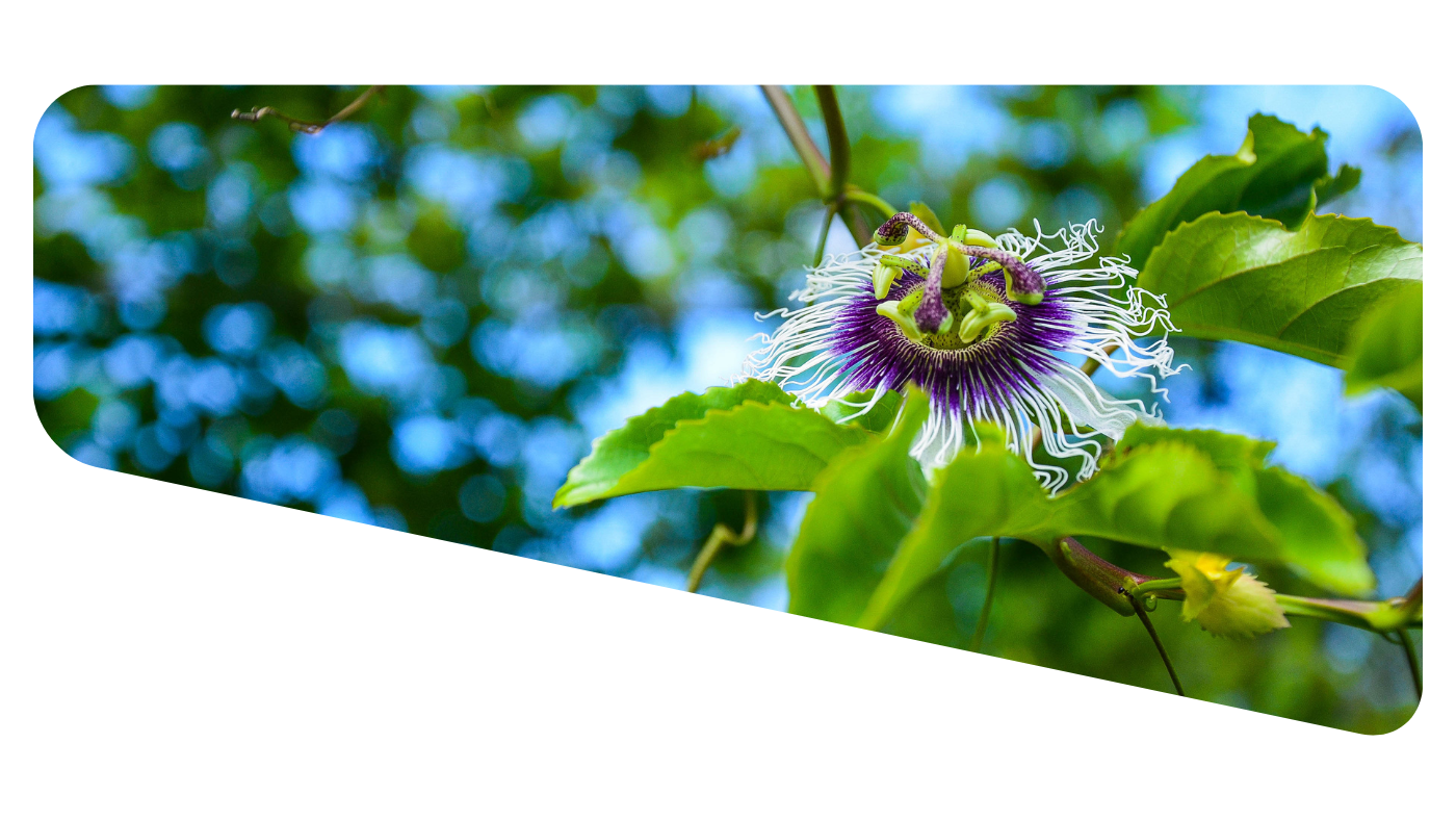 Passionflower Blog Image