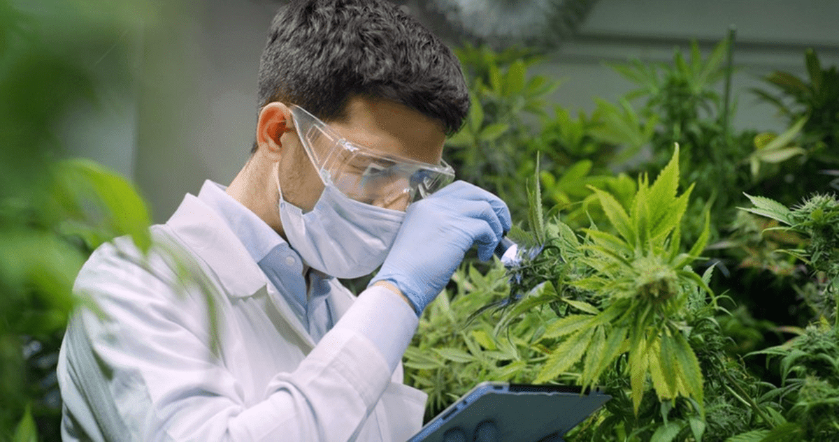 Budtender checking the plant