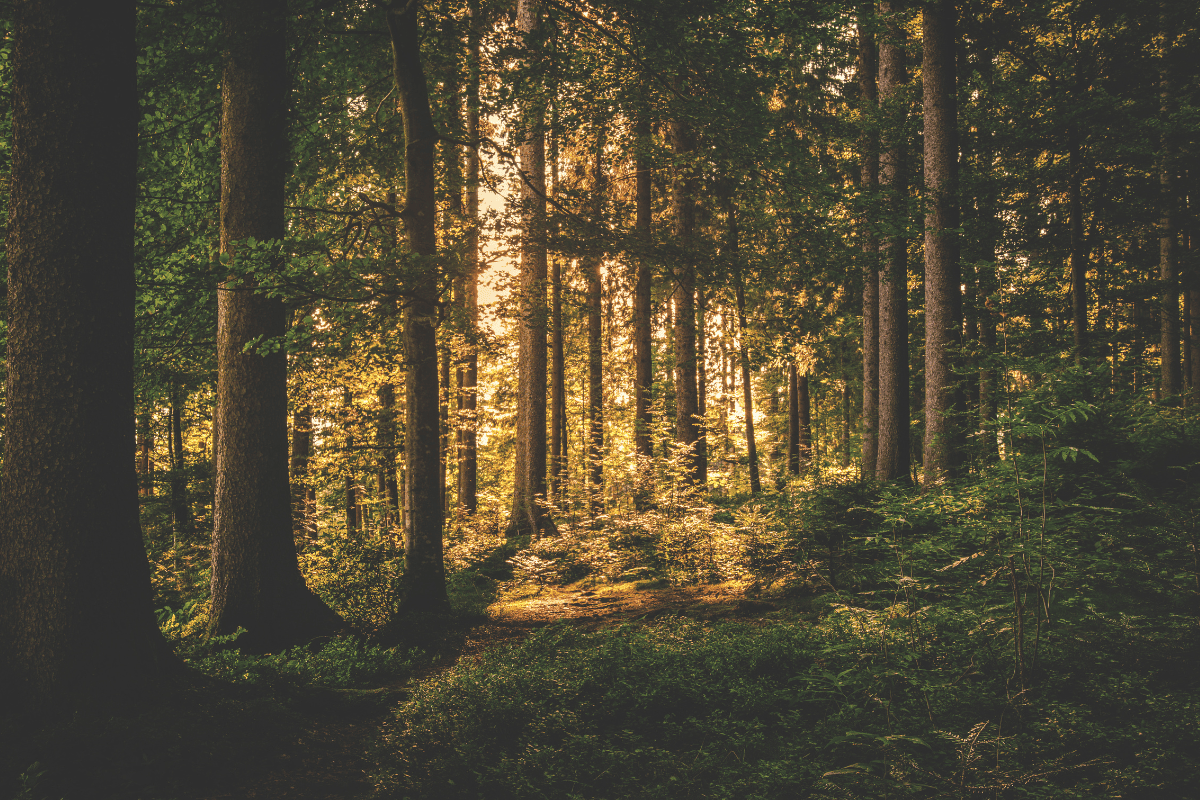 Forest Trees with Sunlight Shining Through