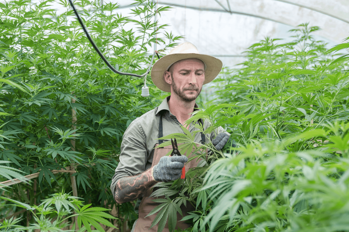 Budtender Trimming Hemp Plant