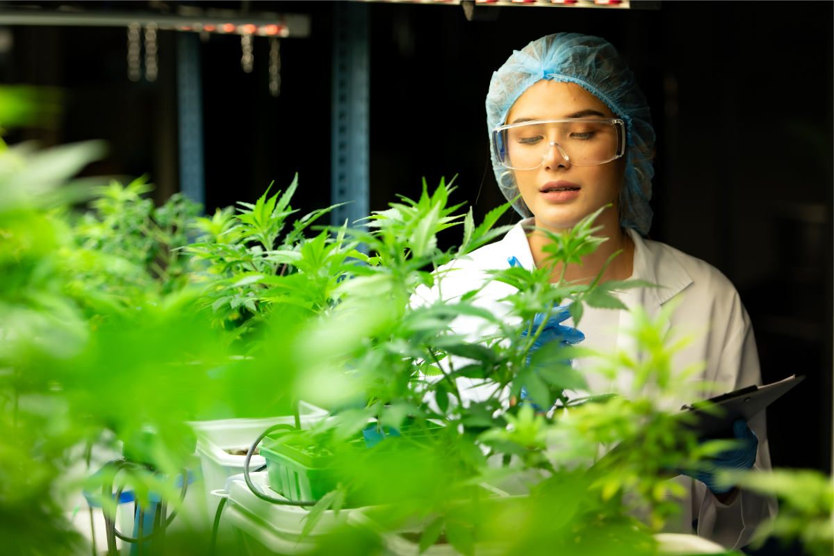 Budtender Plant Scientist with Hemp Plant