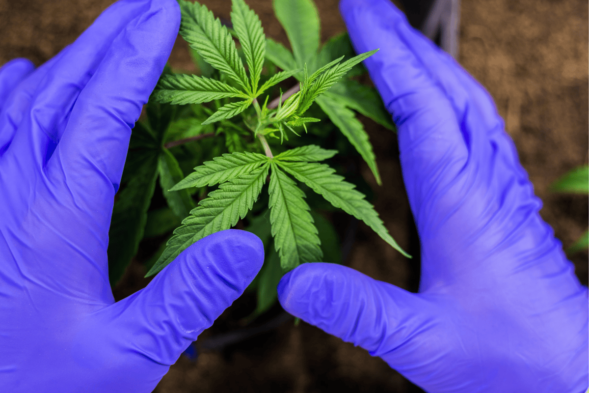 Gloved Hands Touching a Hemp Plant