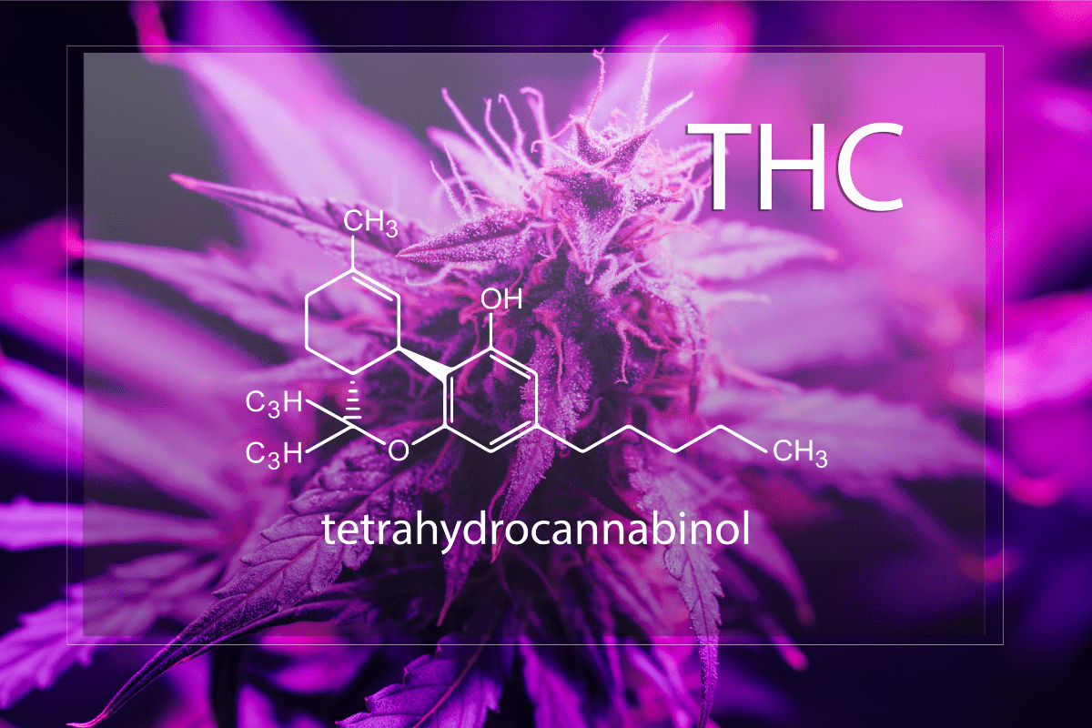 Cannabis Plant and Molecular Structure