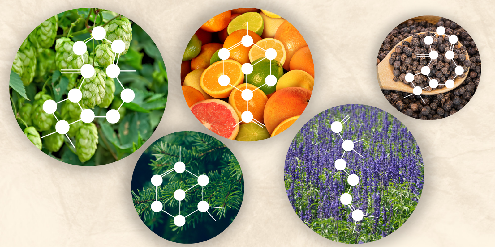 What Are Terpenes?