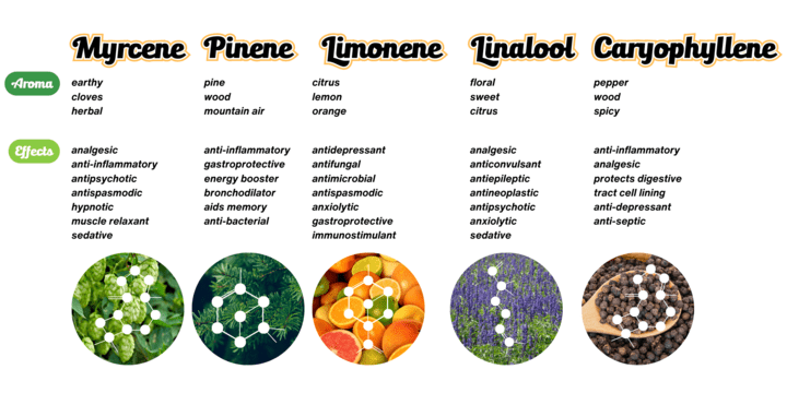 Top 5 Terpenes Infographic 